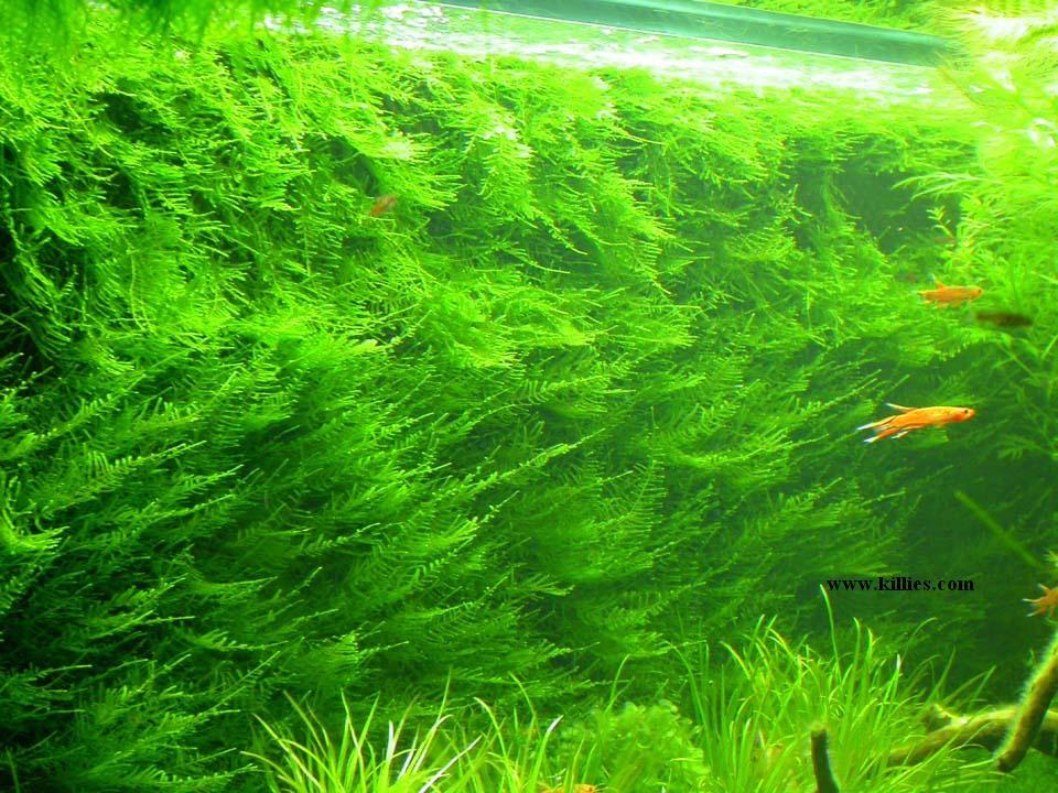 Taiwan Moss