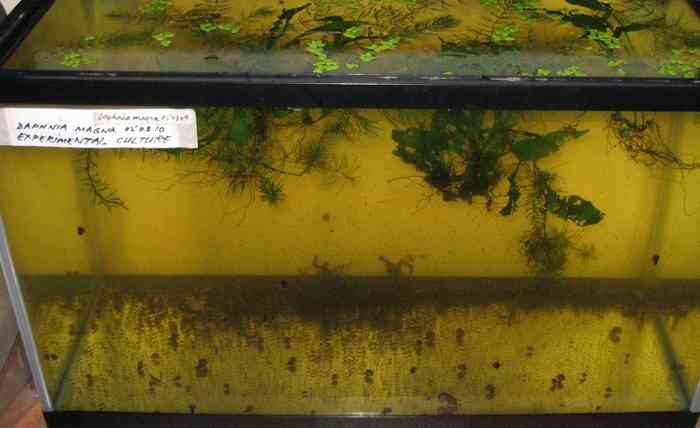 Daphnia Babies