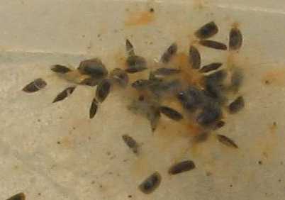 daphnia ephippia