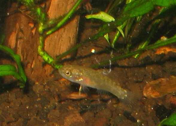 Elassoma evergladei care top