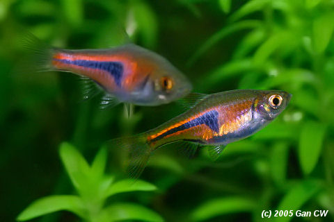 Hengeli Rasbora