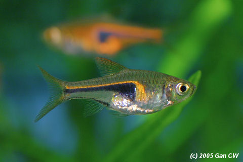 Hengeli Rasbora